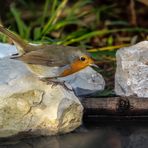 Rotkehlchen an der Wasserstelle