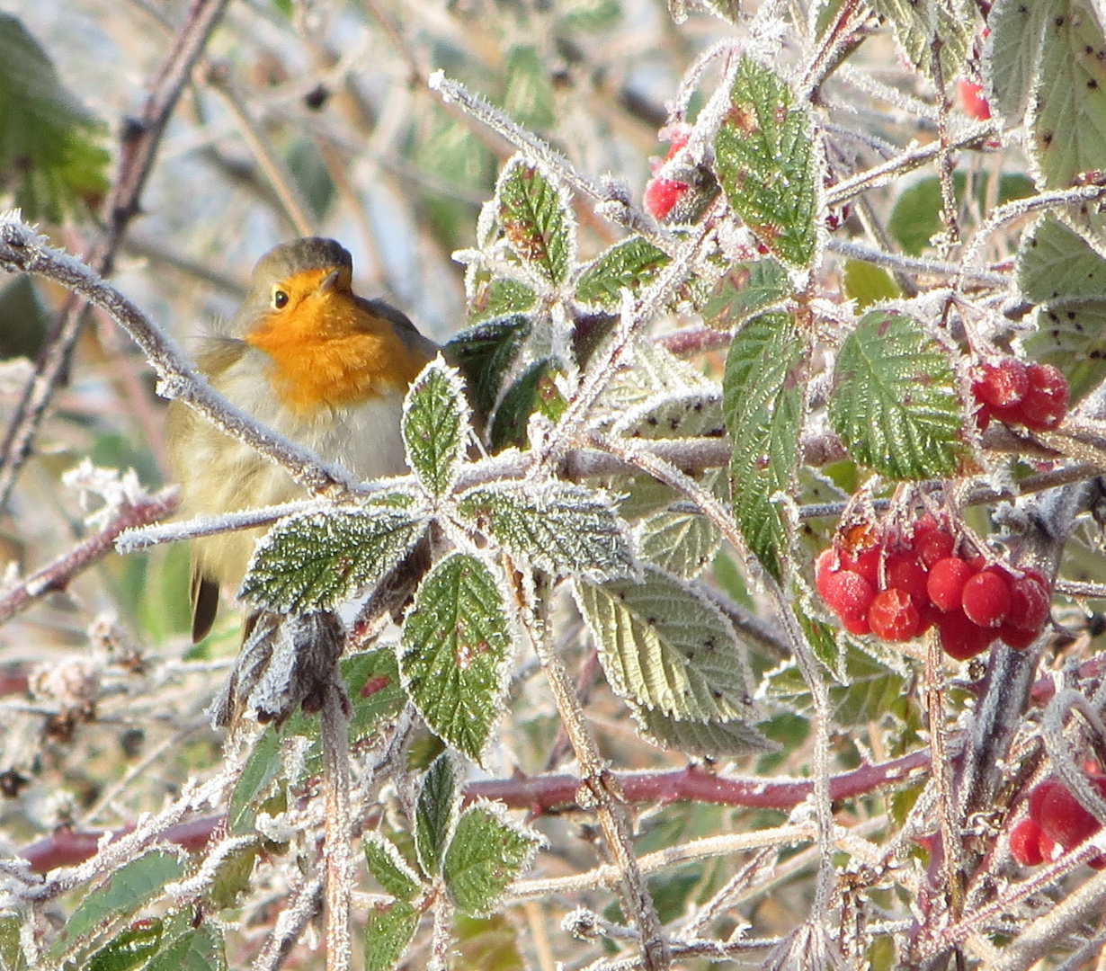 Rotkehlchen an einem frostigen Tag