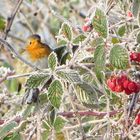 Rotkehlchen an einem frostigen Tag