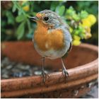  Rotkehlchen auf dem Rand des Blumentopf - Untersetzers