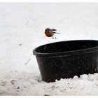 Rotkehlchen auf der Flucht...