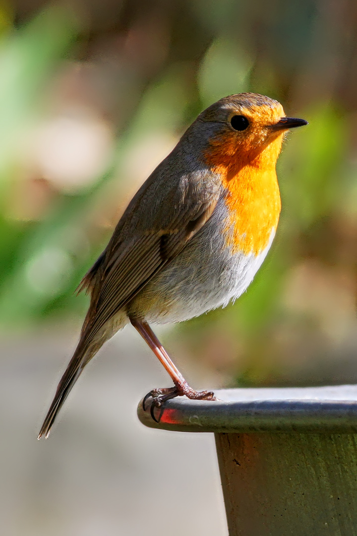 Rotkehlchen auf der Gartenschubkarre  -  Robin on the garden pushcart  