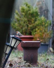 Rotkehlchen auf der Lampe