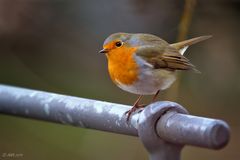 Rotkehlchen auf der Stange