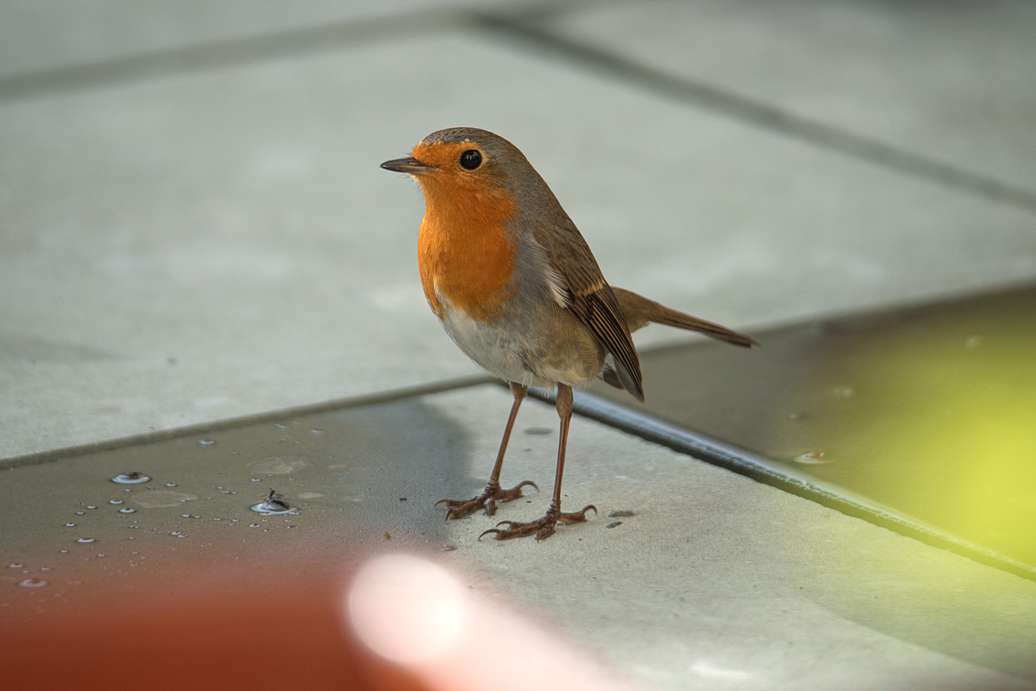 Rotkehlchen auf der Terrasse