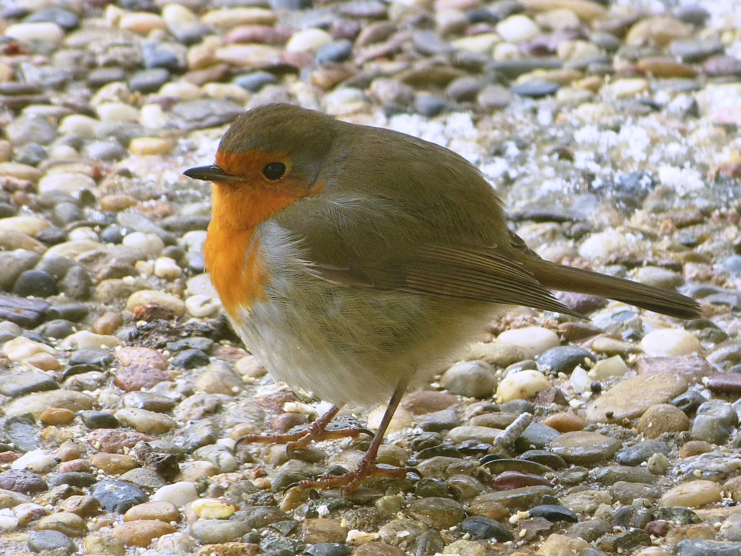 Rotkehlchen auf der Terrasse