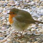 Rotkehlchen auf der Terrasse