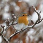 Rotkehlchen auf Eiszweig