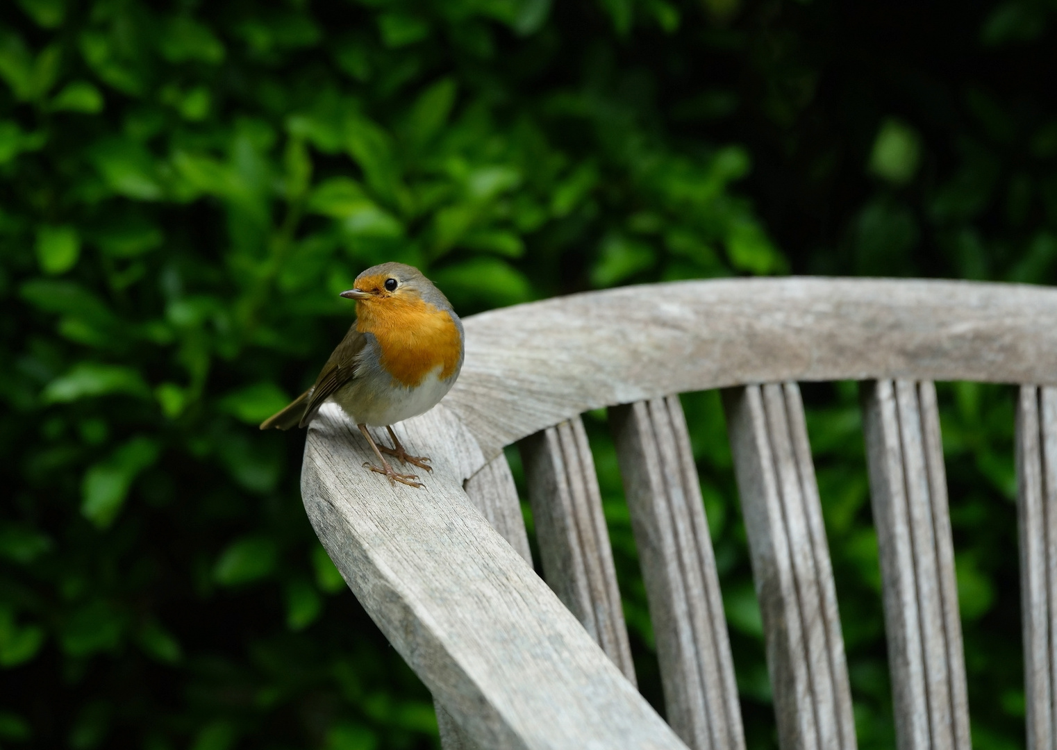 Rotkehlchen auf Gartenstuhl