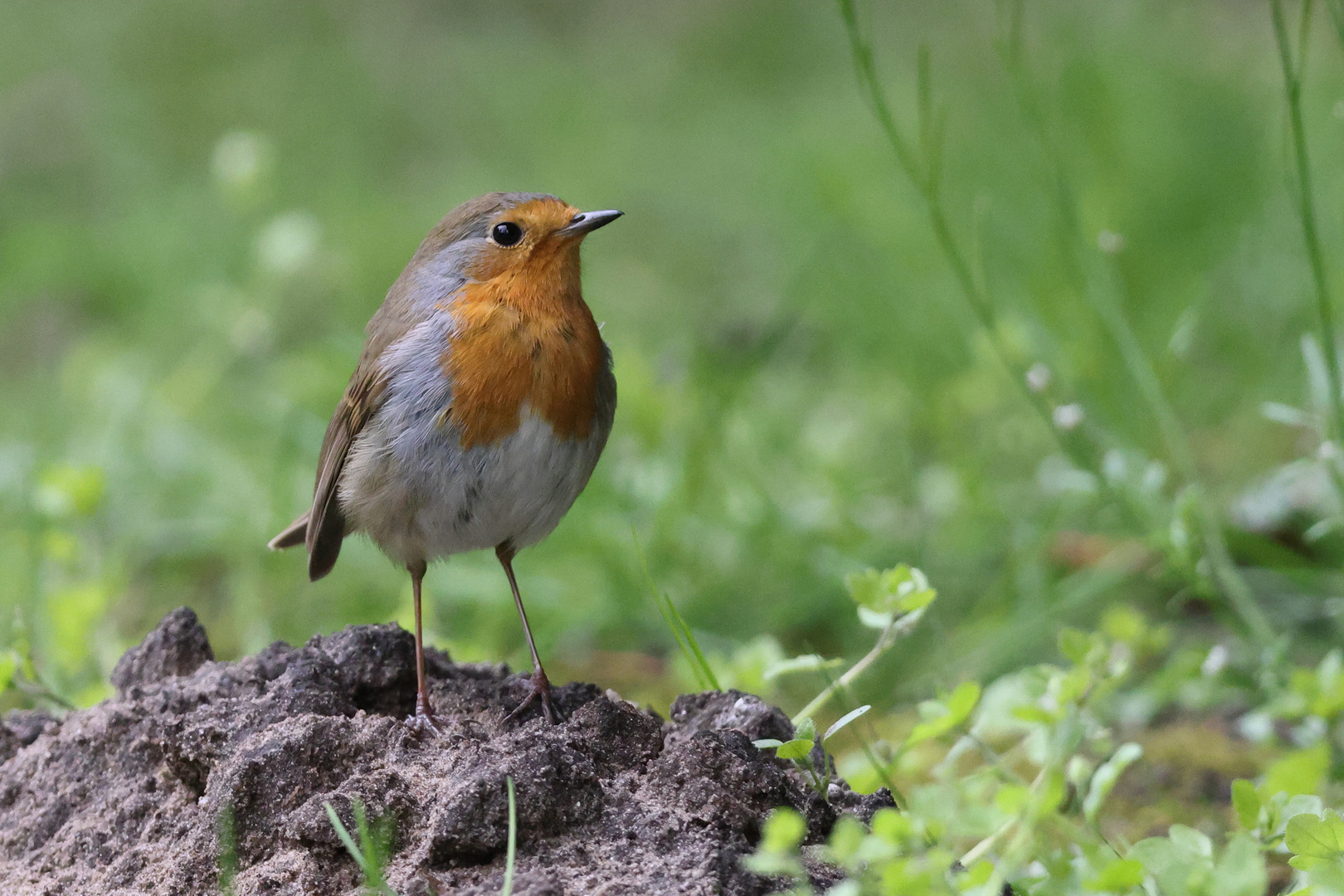 Rotkehlchen auf Hügel