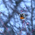 Rotkehlchen auf Nahrungssuche am blutroten Hartriegel