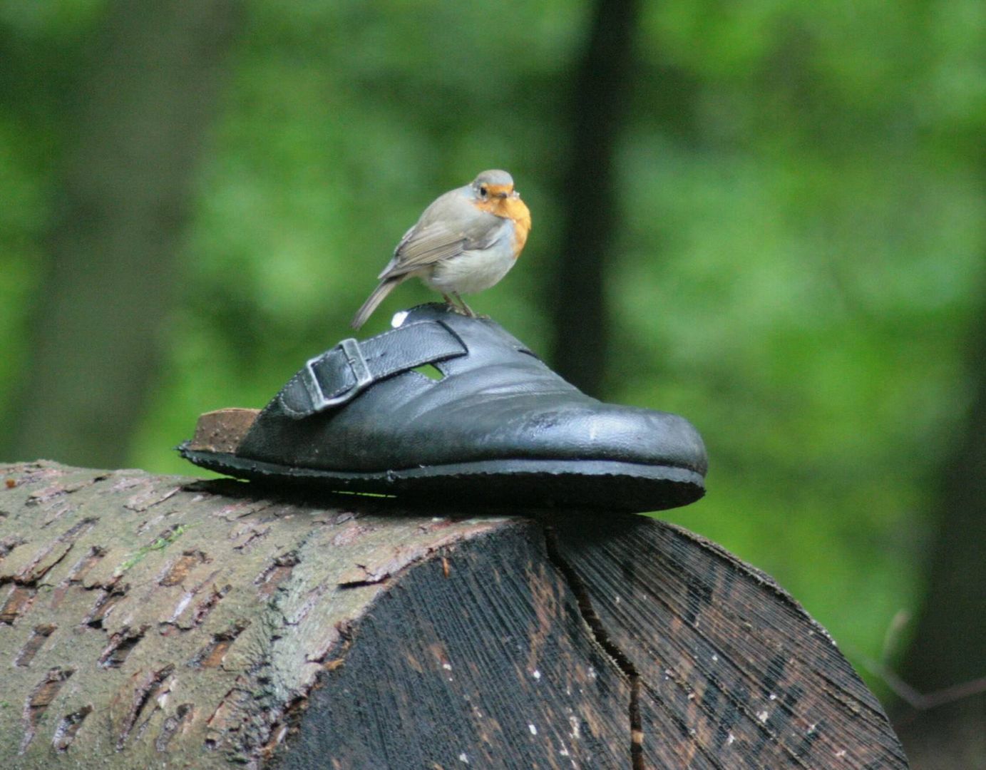 Rotkehlchen auf Pantoffel