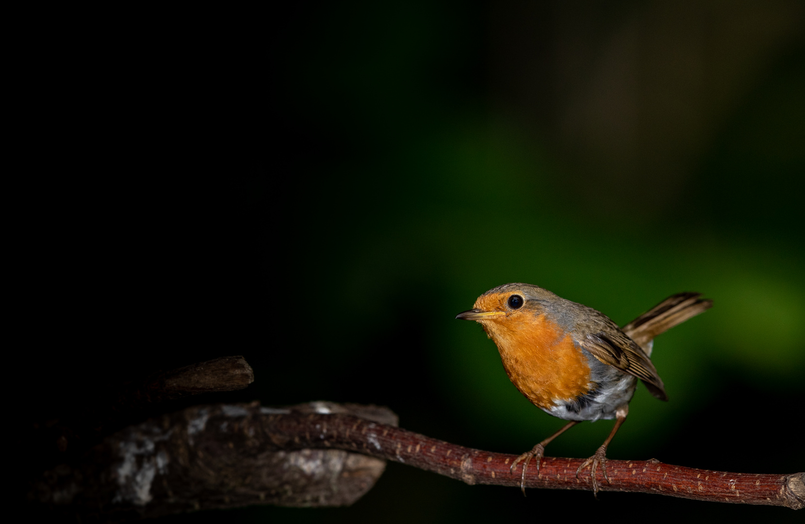 Rotkehlchen aus dem Wald