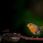 Rotkehlchen aus dem Wald