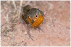 Rotkehlchen aus der Vogelperspektive