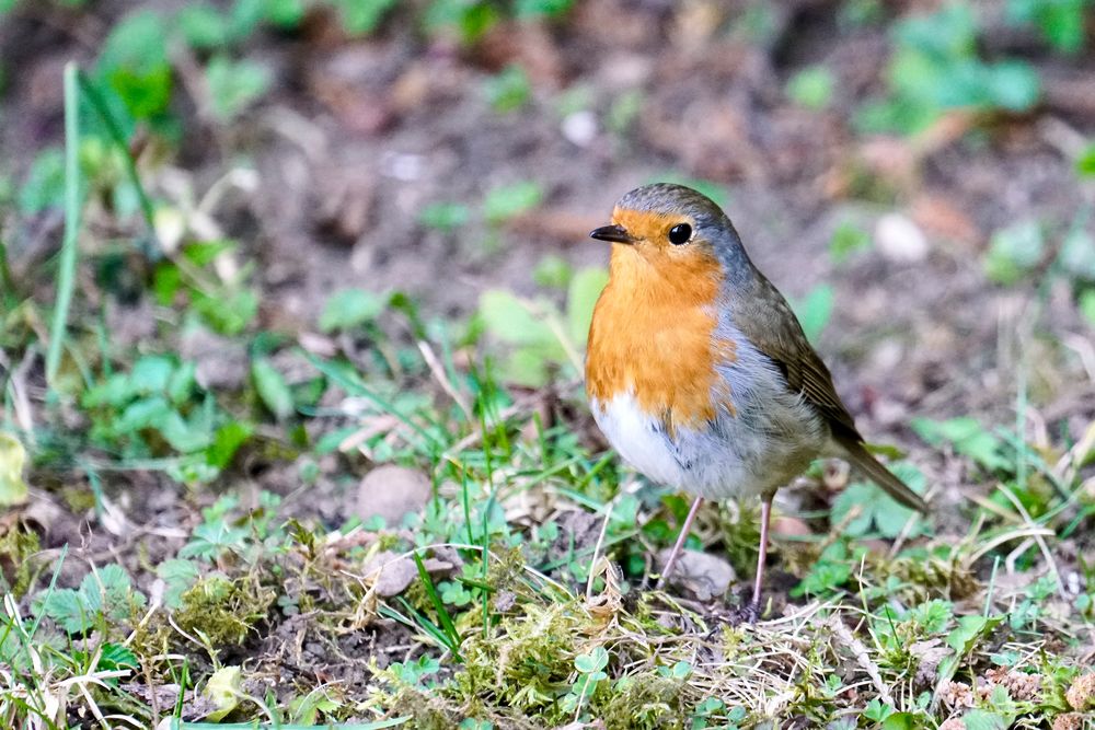 Rotkehlchen