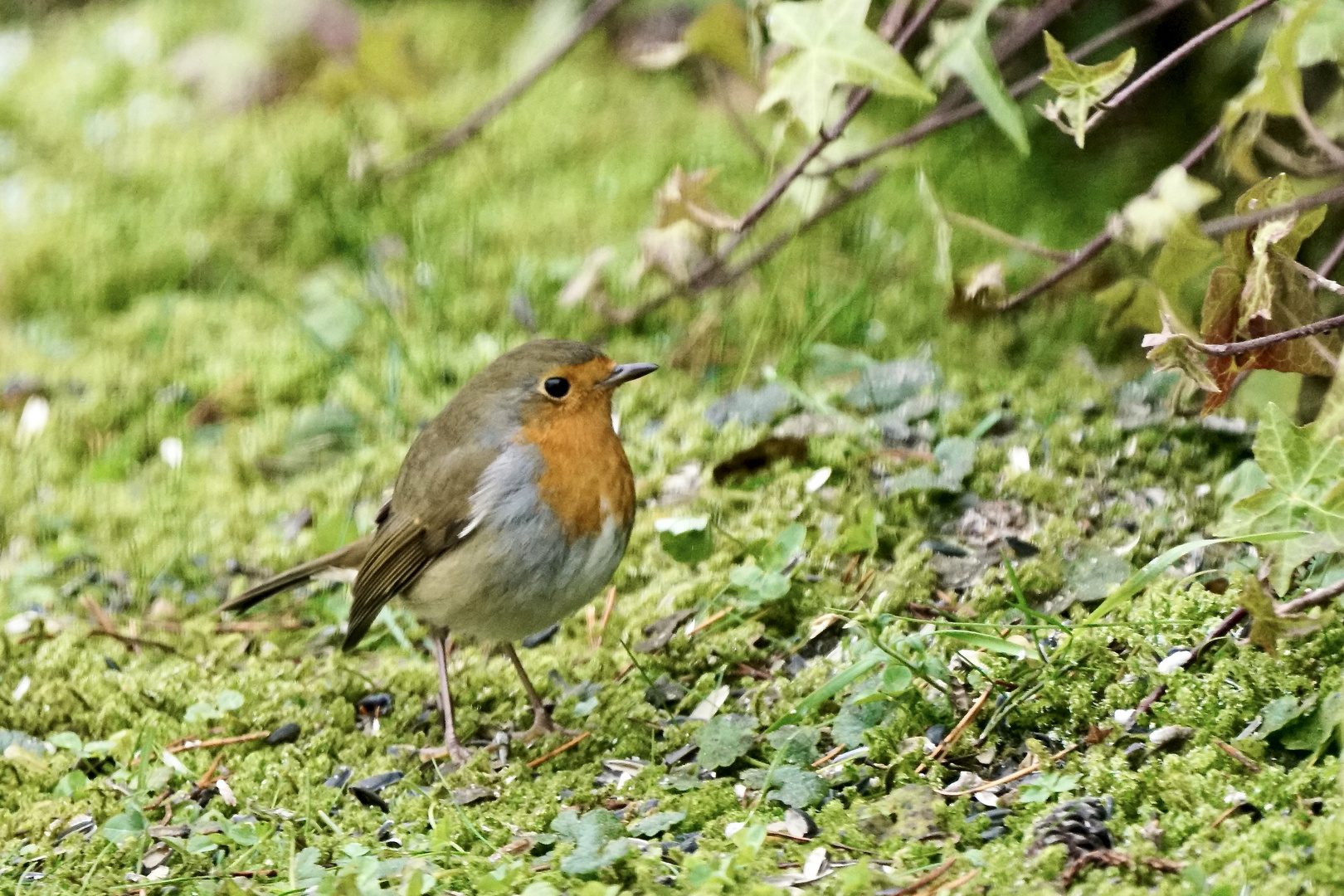 Rotkehlchen