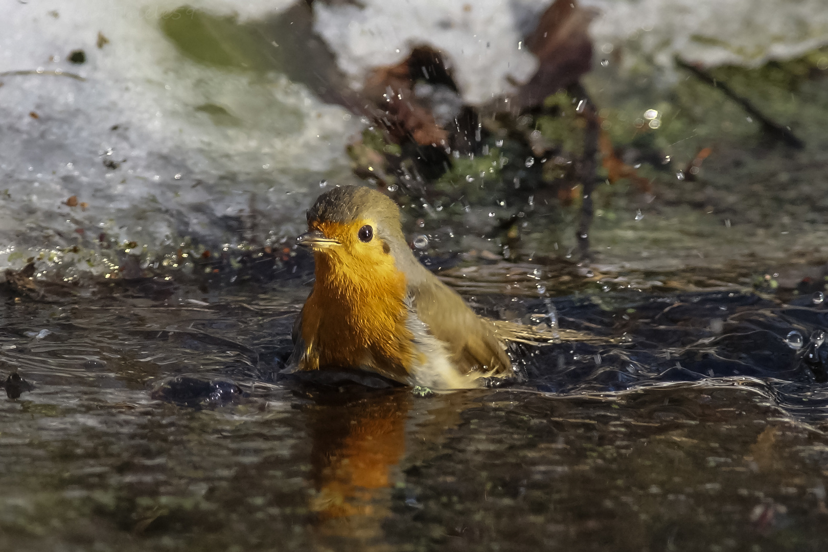 Rotkehlchen badet bei eisigen Temperaturen