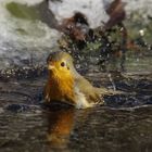 Rotkehlchen badet bei eisigen Temperaturen