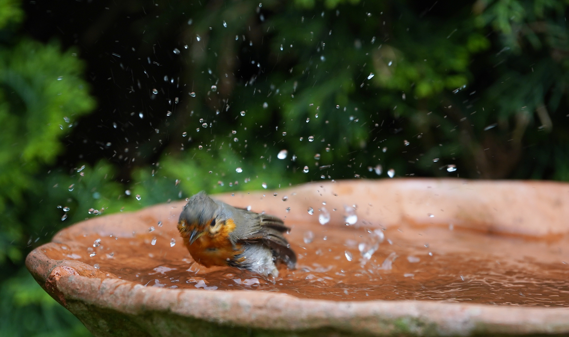 Rotkehlchen badet in der Vogeltränke