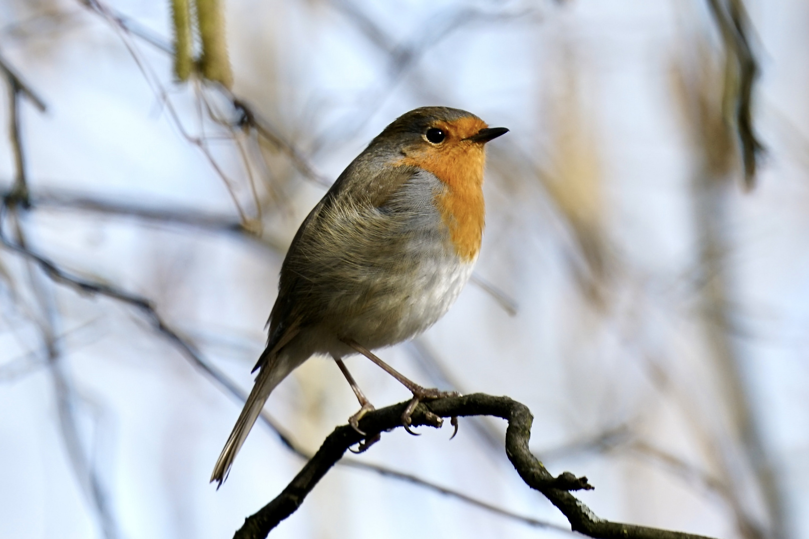 Rotkehlchen