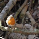 Rotkehlchen begrüßt den nahenden Frühling