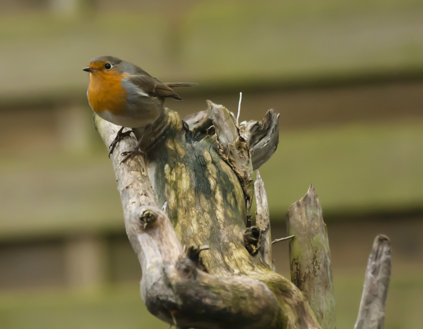 Rotkehlchen bei der Vogelzählung