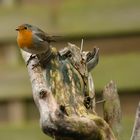 Rotkehlchen bei der Vogelzählung