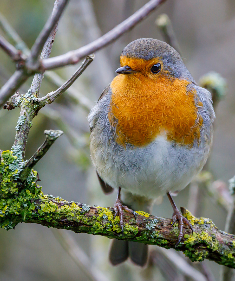 Rotkehlchen bei einer morgendlichen Begrüßung (Erithacus rubecula)