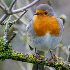 Rotkehlchen bei einer morgendlichen Begrüßung (Erithacus rubecula)