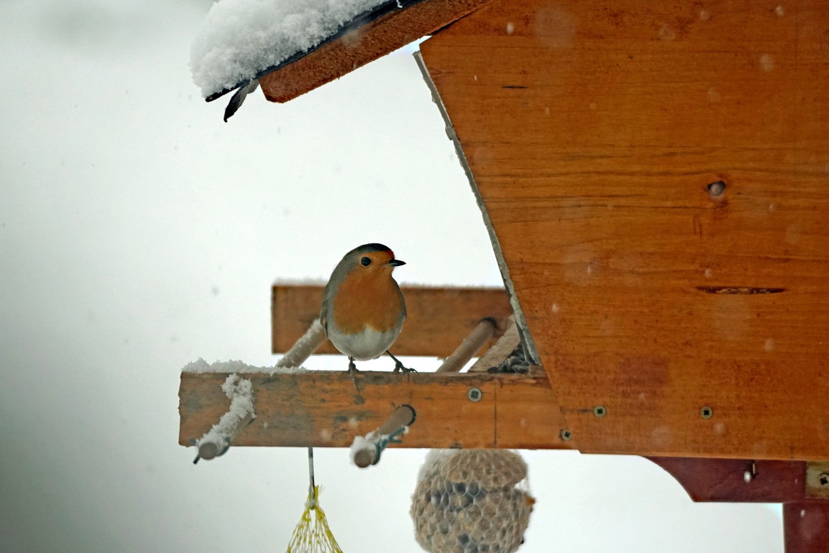 Rotkehlchen bei Schneefall 