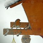 Rotkehlchen bei Schneefall 