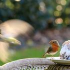 Rotkehlchen bei uns im Garten