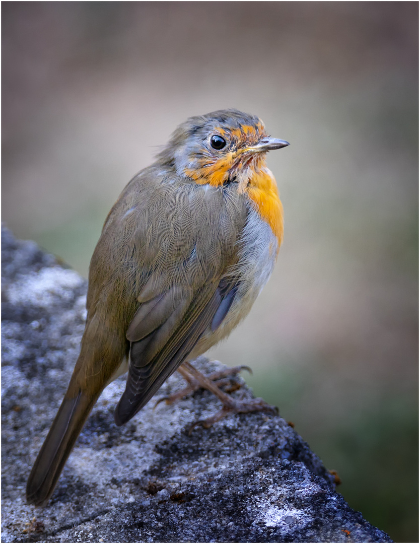 Rotkehlchen bei uns im Garten