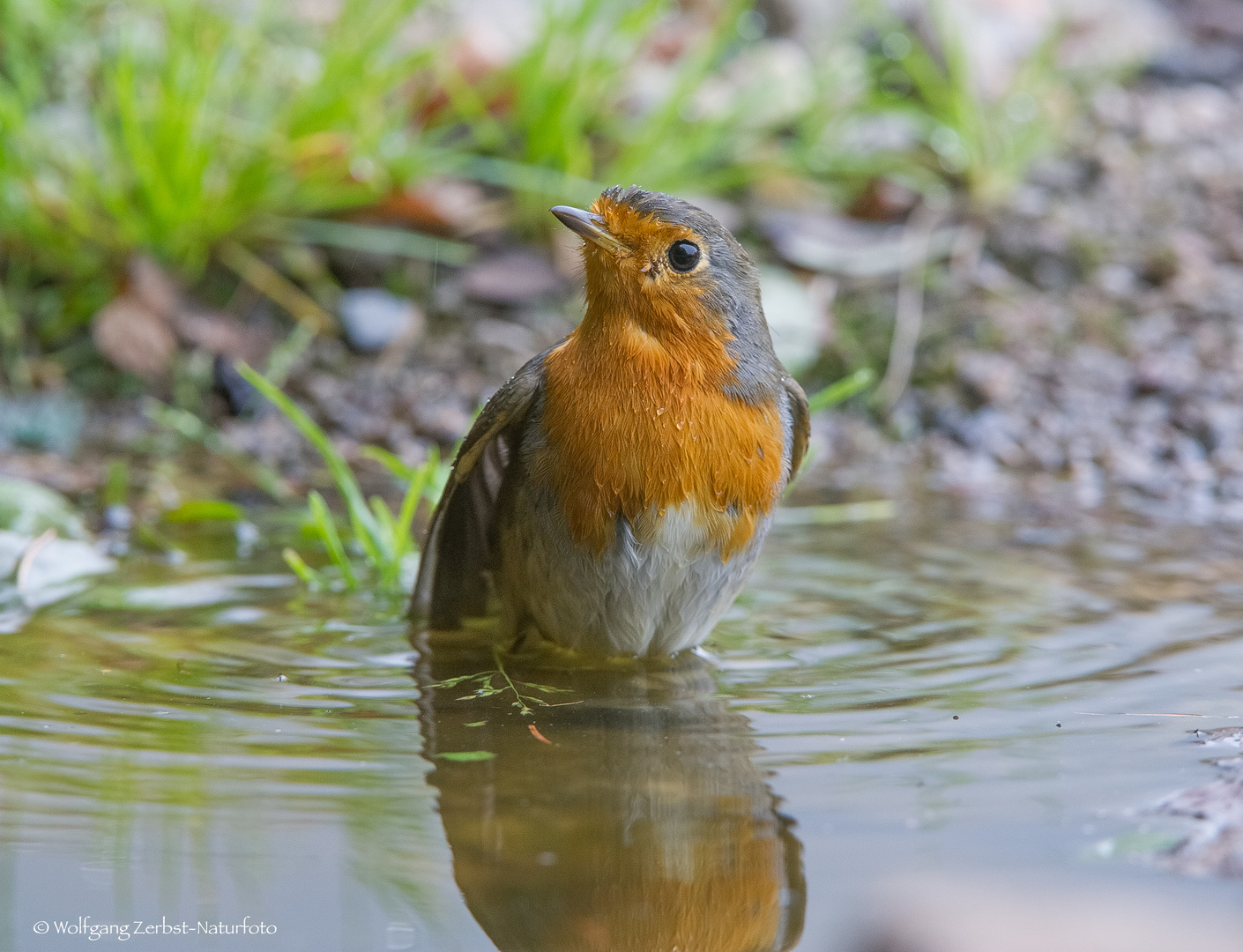 -- Rotkehlchen beim Baden --