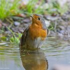 -- Rotkehlchen beim Baden --