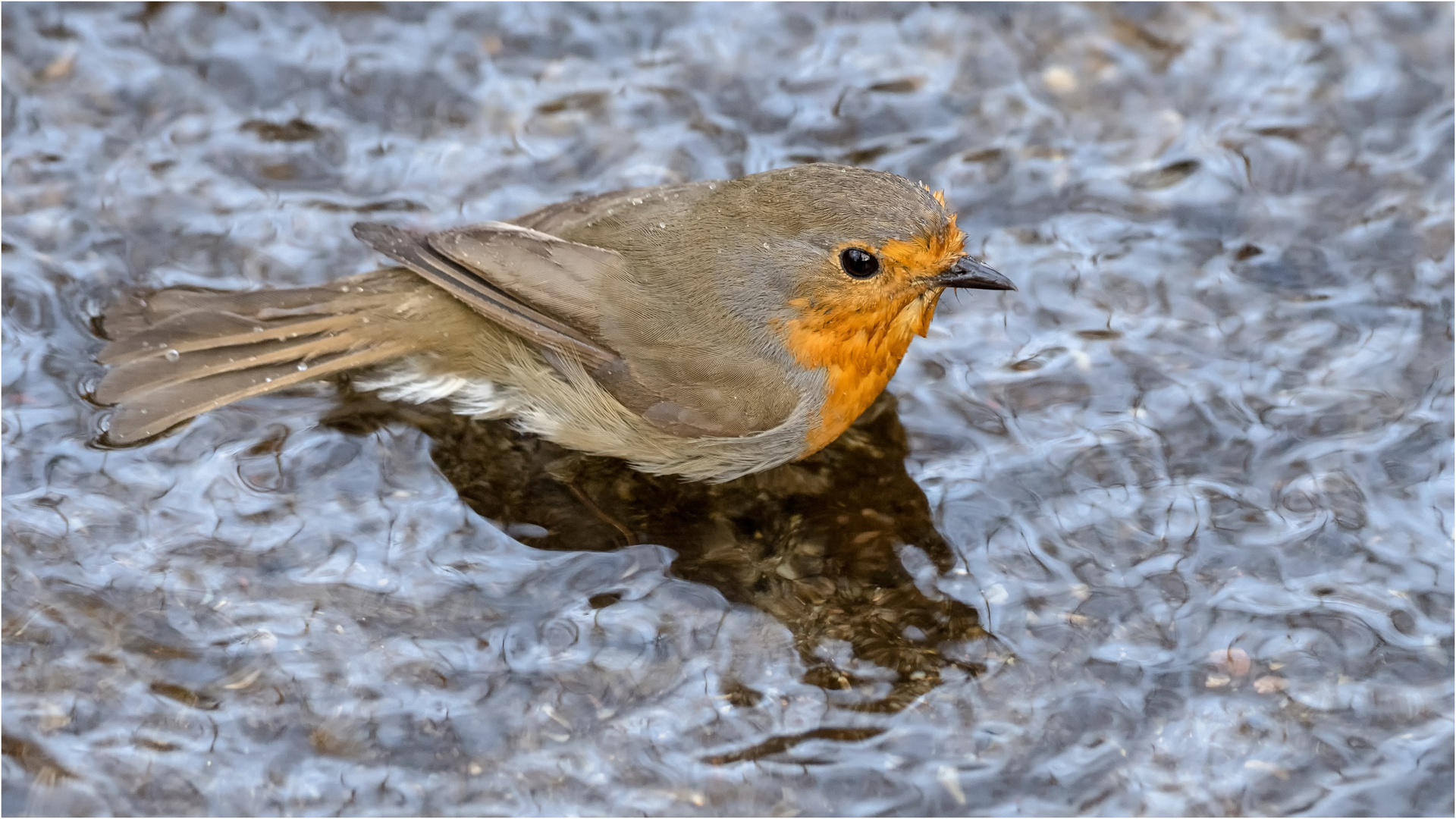 Rotkehlchen beim Baden  .....