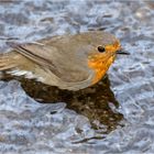 Rotkehlchen beim Baden  .....