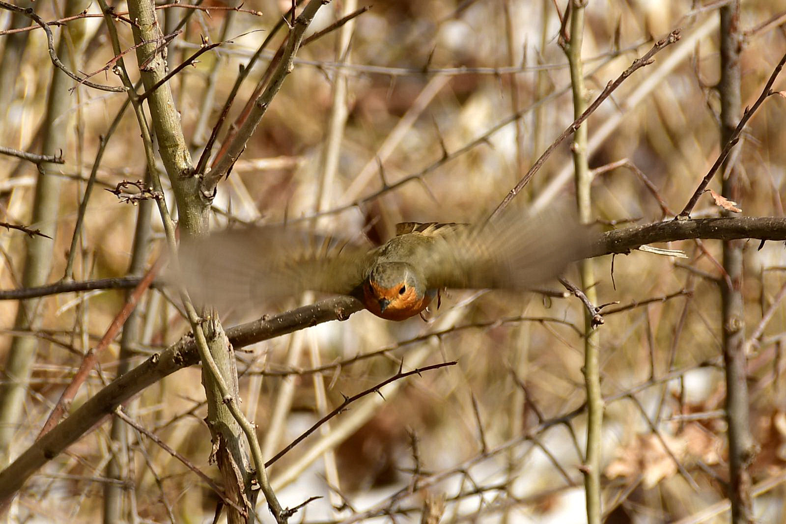 Rotkehlchen beim Flugstart