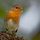 Rotkehlchen beim Frühstück