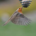 Rotkehlchen beim Frühstück