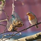 Rotkehlchen beim Frühstück