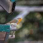 Rotkehlchen beim Futterhaus