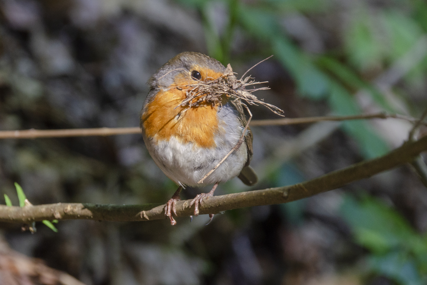 Rotkehlchen beim Nestbau