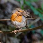 Rotkehlchen beim Nestbau