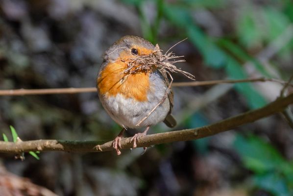 Rotkehlchen beim Nestbau