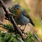 Rotkehlchen beim Nestbau