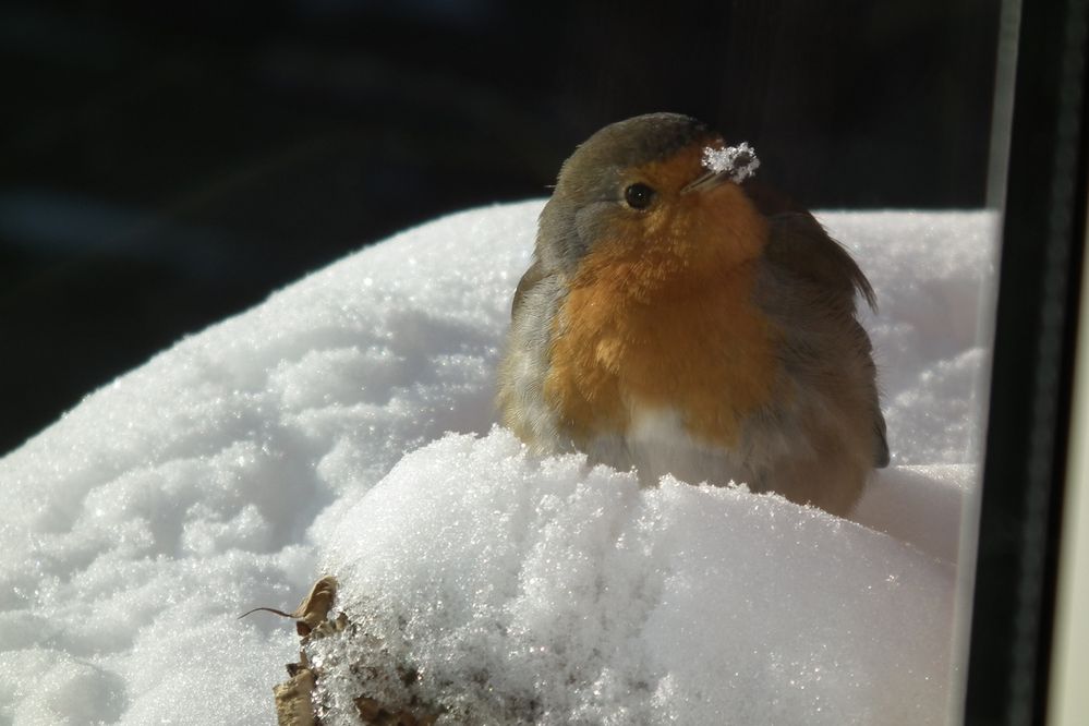 Rotkehlchen beim "Schnee-Trinken"