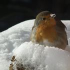 Rotkehlchen beim "Schnee-Trinken"