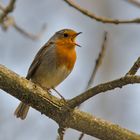 Rotkehlchen beim singen